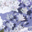 [BG15] BGM IRIDE Holographic Sticker Sheets (options) - BGM_BG15S2 - Purple Flowers_korean_sticker_stationery