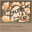[STA21] Studio Arvie Sagunja Tea Sticker Sheet Pack (Singles/Pack) - Studio Arvie_STA21S1 - Chrysanthemum_korean_sticker_stationery